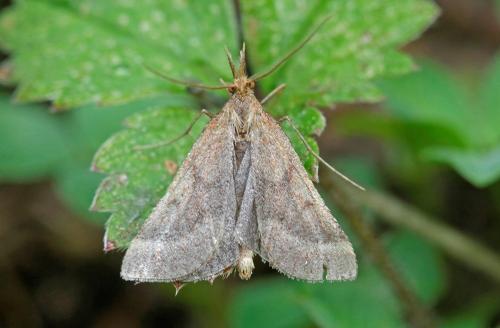 Réf. 186 959 : Synaphe punctalis